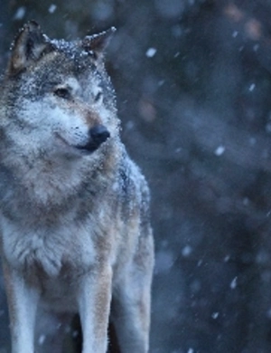 Новый год 2026 по славянскому календарю: чего ждать от Притаившегося Люта