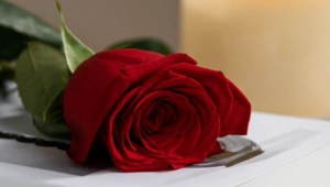 Скончался Билли Стейнберг — автор хитов t.A.T.u., Мадонны и Уитни Хьюстон Скончался Билли Стейнберг — автор хитов t.A.T.u., Мадонны и Уитни Хьюстон