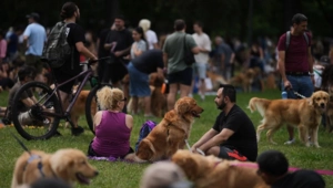 В Буэнос-Айресе установлен умилительный рекорд: парк посетили 2397 золотистых ретриверов В Буэнос-Айресе установлен умилительный рекорд: парк посетили 2397 золотистых ретриверов