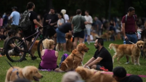 В Буэнос-Айресе установлен умилительный рекорд: парк посетили 2397 золотистых ретриверов