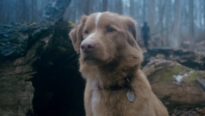 Пес Инди из ужастика «Глазами пса» призвал вручать «Оскар» актерам-животным