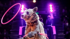 Родственница Эдгара Запашного погибла от лап медведя