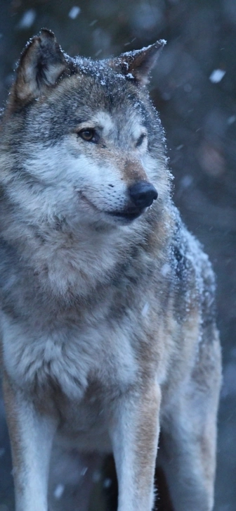 Новый год 2026 по славянскому календарю: чего ждать от Притаившегося Люта